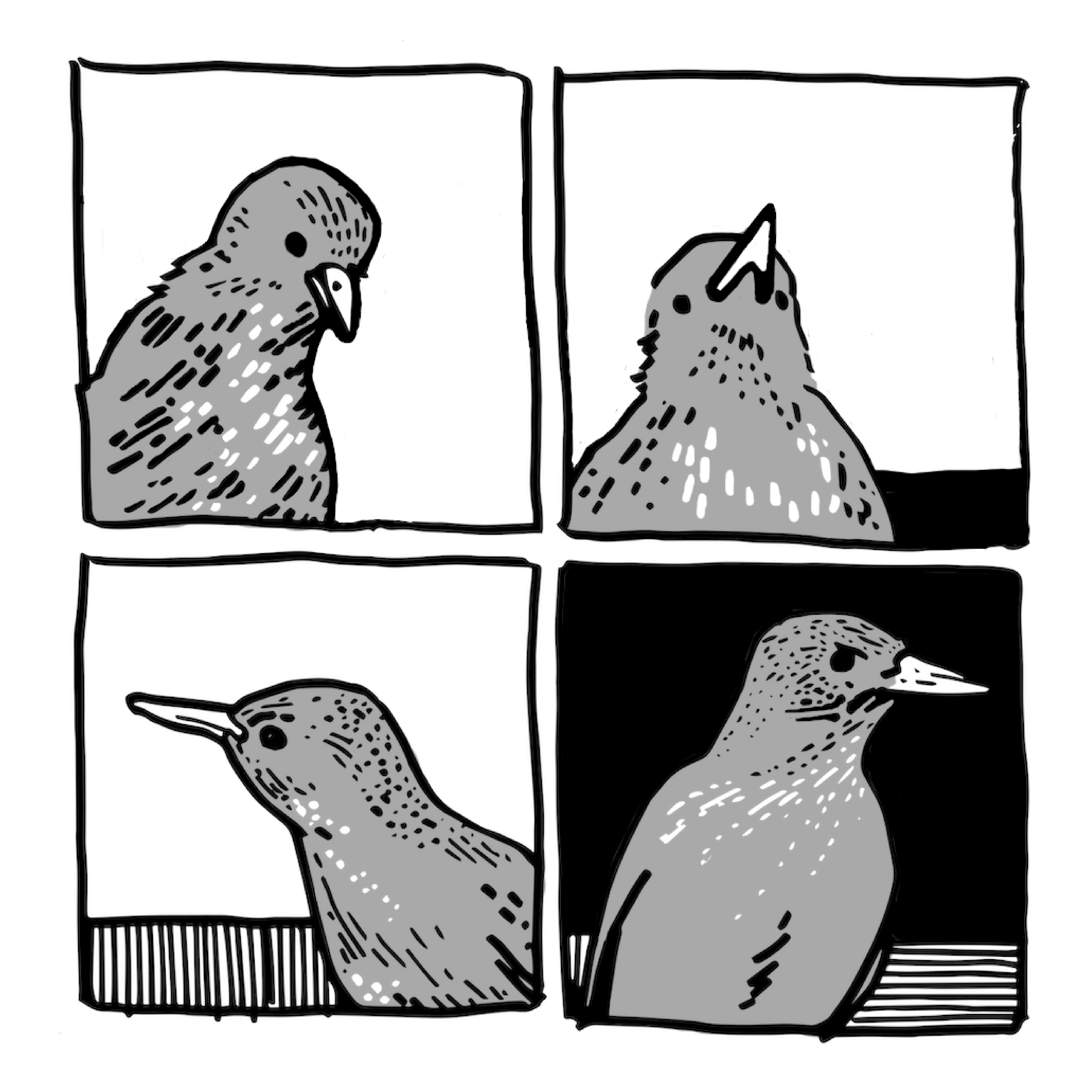 drawing of a bird looking around the room